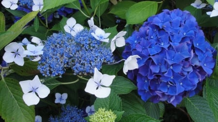 *** Blue hydrangea *** - flower, flowers, nature, blue, hydrangea