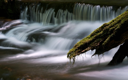 Forest Waterfall - tree, moss, forest, waterfall