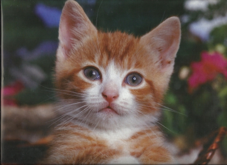 Ornge and white kitten - white, paws, orange, cute, kitten