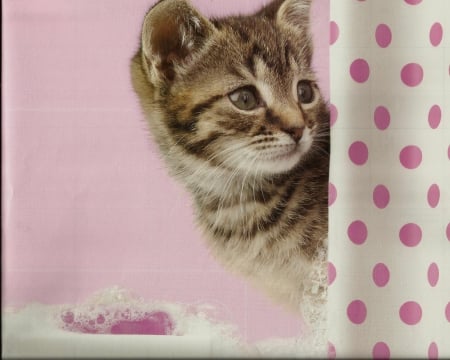 Kitten behind shower curtain - curtain, cute, paws, kitten