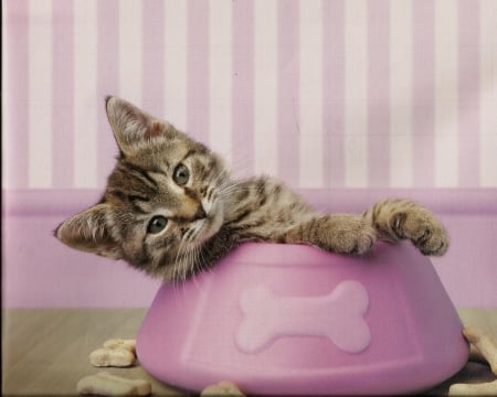 Kitten in a dog bowl - cute, paws, kitten, bowl