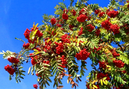 Autumn. - nature, autumn, deserts, trees