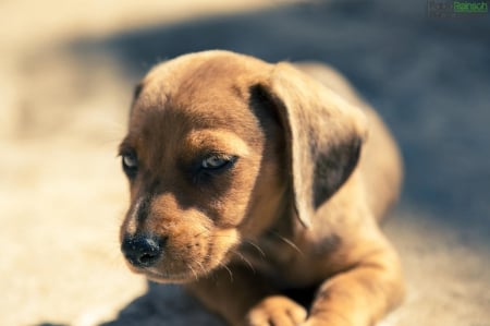 Puppy - face, pretty, playful dog, cute, animals, beautiful, sweet, puppy, playful, dogs, puppies, lovely, dog face