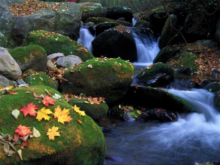 Autumn Stream - stream, fall leaves, nature, autumn