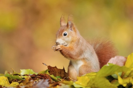 cute squirrel in a fall leaves