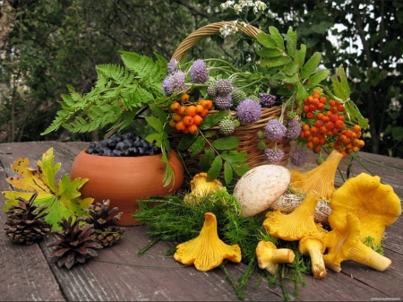 Nature - abstract, yellow, outdoor, still life, chanterelle mushrooms, pine cones, basket, nature, green, garden, mushrooms, other