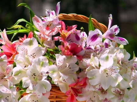 Summer beauty - summer, beauty, pink, flowers, basket, white, nature, purple, soft