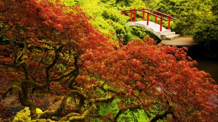 Japanese Garden - autumn, trees, leaves, colors, bridge, creek