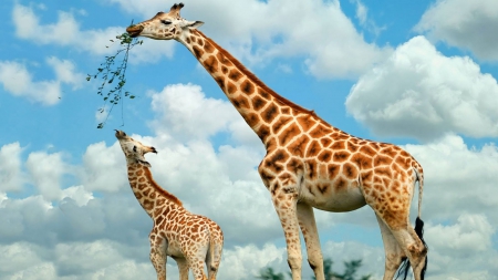 Feeding Giraffes - nature, giraffes, entertainment, other, animals