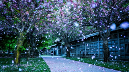 Spring Dream - photo, spring, trees, petals