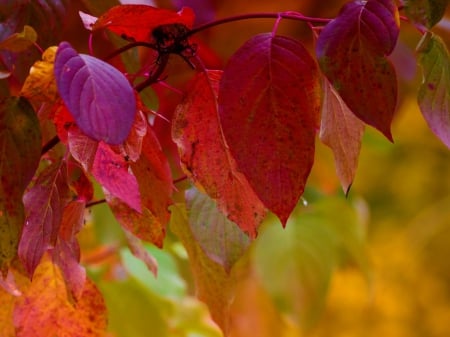 Autumn Leaves! - nature, tree, leaves, autumn