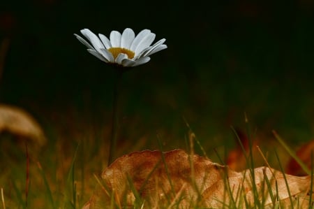 Single daisy with dry Autumn leaf! - leaf, daisy, autumn, flower