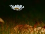 Single daisy with dry Autumn leaf!