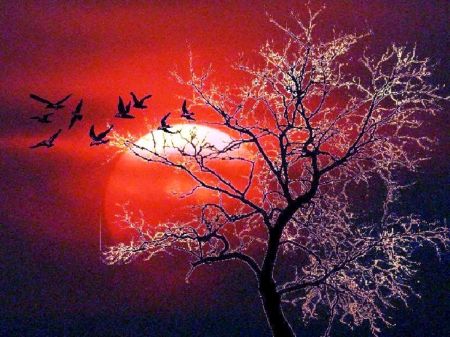 October Night - sun, night, tree, sunset, mist, birds