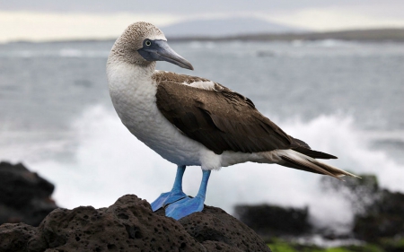 Blue Footed Booby Bird - rocks, water, footed, birds, blue