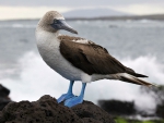 Blue Footed Booby Bird