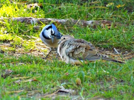 best friends - bird, blue jay, friends, blue