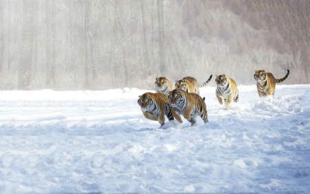 *** Tigers *** - cats, animal, animals, winter, cat, wild, snow