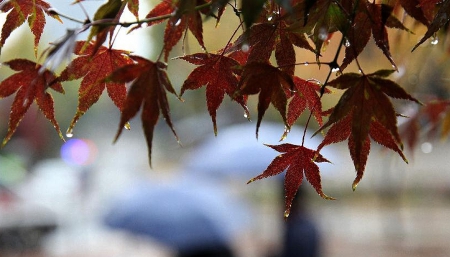 Autumn - drop, water, rain, autumn