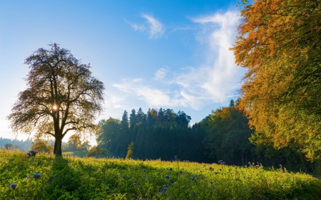 *** Autumn *** - sky, forest, field, nature, blue, autumn