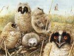 OWLS IN THE FIELD