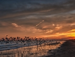 seagulls leaving a beach at sunset