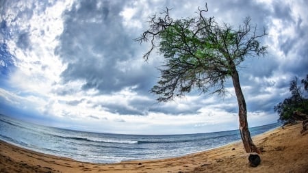 fabulous fish eye view of a beach - fish eye, clouds, beach, trees, sea, waves