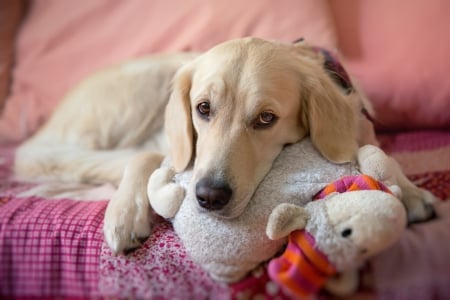 Dog - face, pretty, playful dog, cute, animals, beautiful, sweet, puppy, playful, dogs, puppies, lovely, dog face