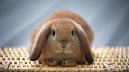 Rabbit - cute, rabbit, animal, photo