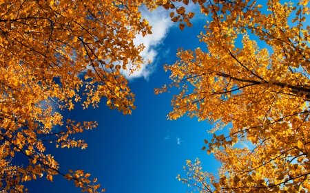 Autumn - fall, trees, colors, sky, leaves