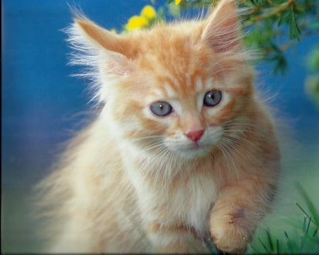 Kitten - paws, flowers, cute, kitten