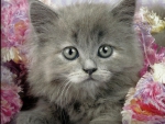 Gray kitten