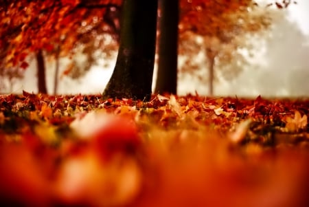 October - falling, foliage, beautiful, leaves, october, golden, tree, nature, autumn, colorful, shine, fall, glow, pretty, mirrored, branches, reflection, nice, lovely, colors