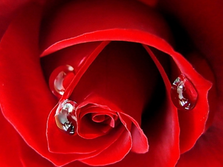 red rose & waterdrops - flowers, red rose, still life, waterdrops