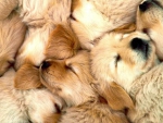 Golden Retriever Puppies