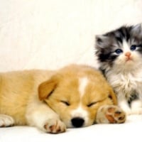 Kitty And Puppy