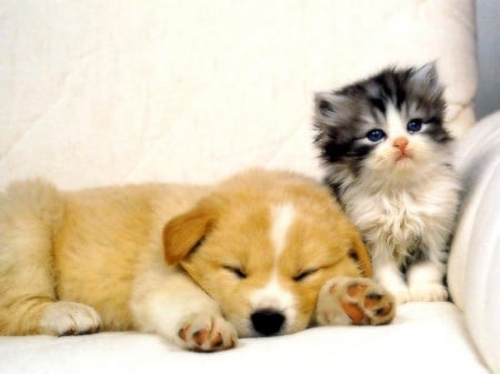 Kitty And Puppy - puppy, cat, dog, kitty