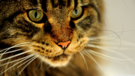 ~Cat~ - wallpaper, cute, animals, cat, hd, eyes, pets, nature, close-up