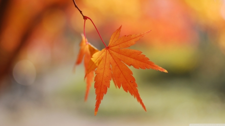 Orange leaves bokeh - abstract, bokeh, photography, HD, maple, leaves, orange leaf, colours, fall, nature, autumn, macro, leaf, wallpaper