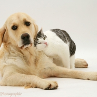 Cat And Dog