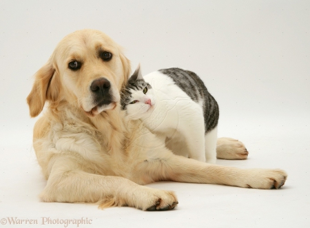 Cat And Dog - animal, pet, cat, dog