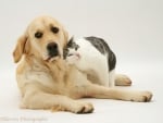 Cat And Dog