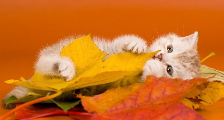 white kitty in a fall leaves - fall leaves, white, cats, animals, kitty