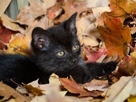 Autumn Kitty - fall leaves, cats, animals, black kitty, autumn