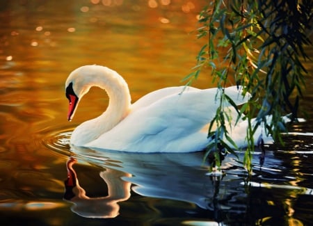 Elegant Swan - white, swan, reflection, beautiful, elegant, pond