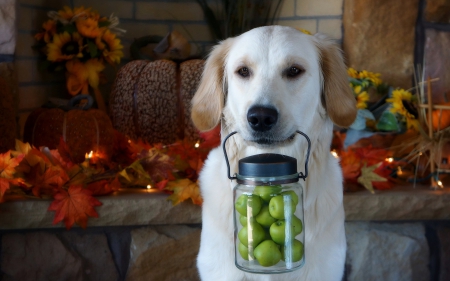 ~For You~ - sunflower, adorable, golden retreiver, apples, labrador, fall, dog, leaves, sweet, autum, cute, lights