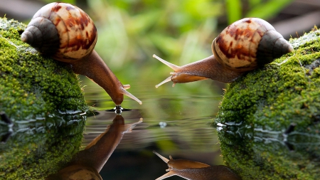 Snail - animal, water, nature, snail