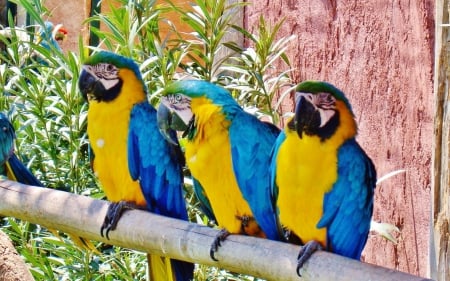 Parrots - animal, nature, bird, parrot