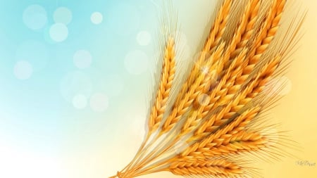 Grain of Life - summer, blue, crop, Bokeh, nurture, grass, cereal, fall, wheat, oats, autumn, farmer, grain, health