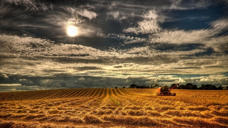 beautiful wheat field in comber northern ireland